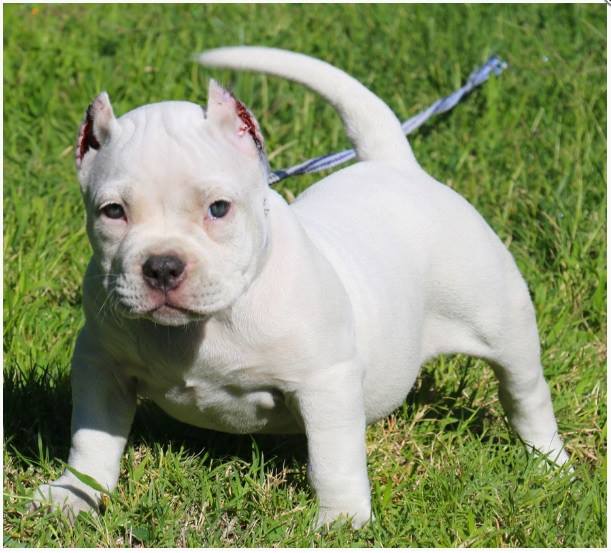 Affordable Pitbull puppies for sale near me