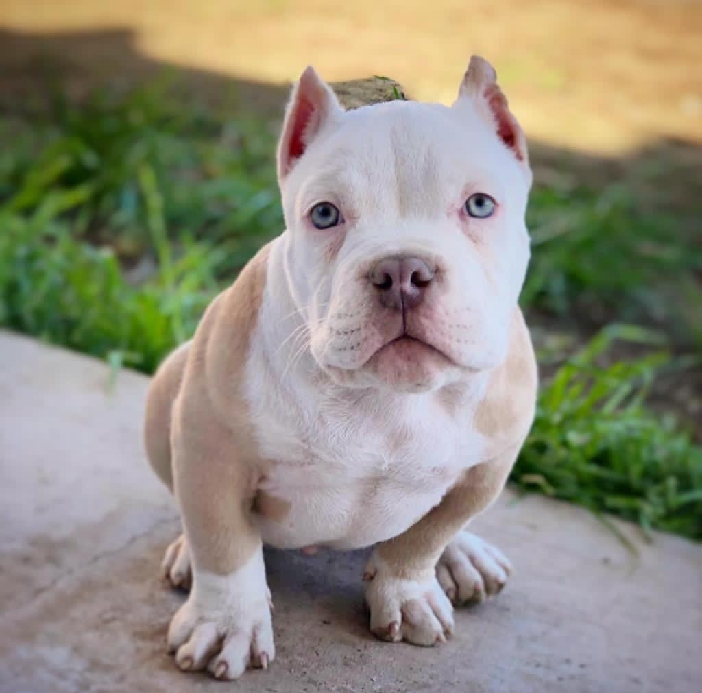 Affordable Pitbull puppies for sale near me