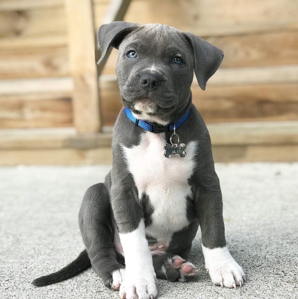 Affordable Pitbull puppies for sale near me