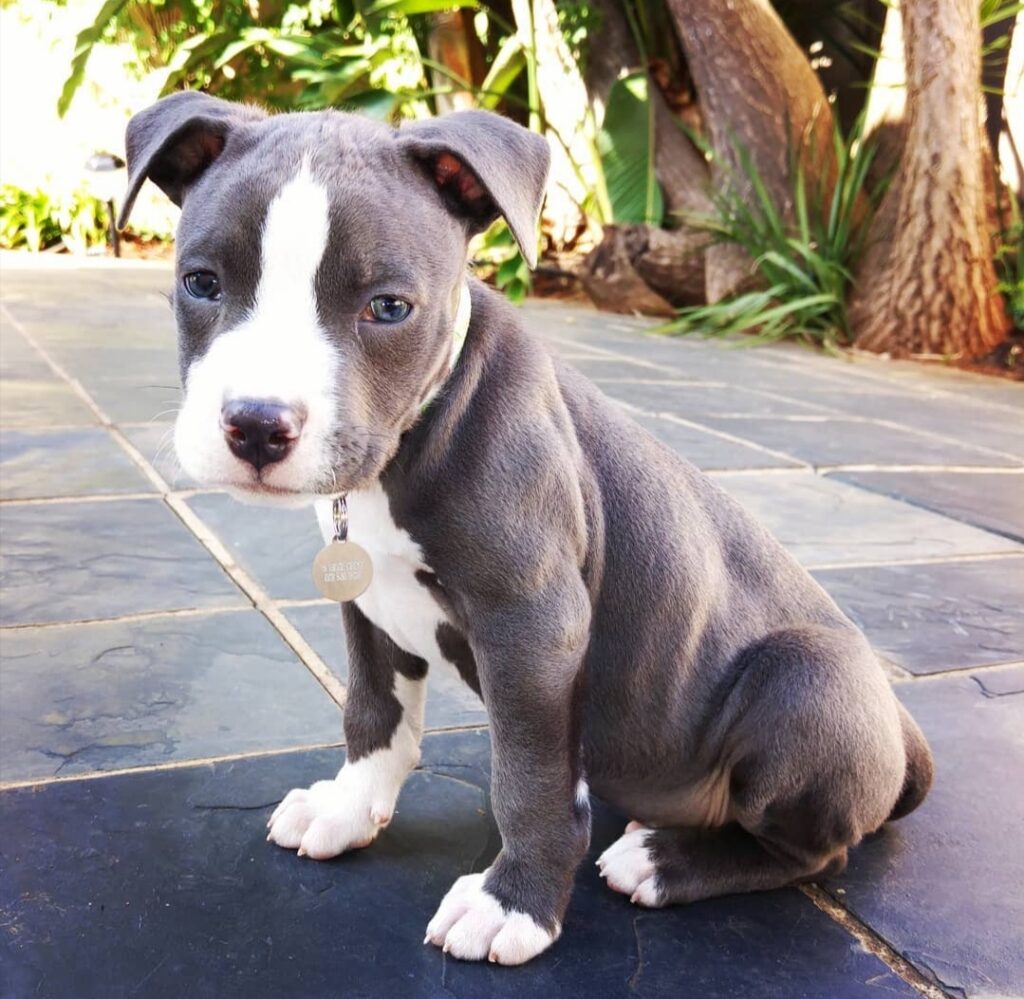 Affordable Pitbull puppies for sale near me