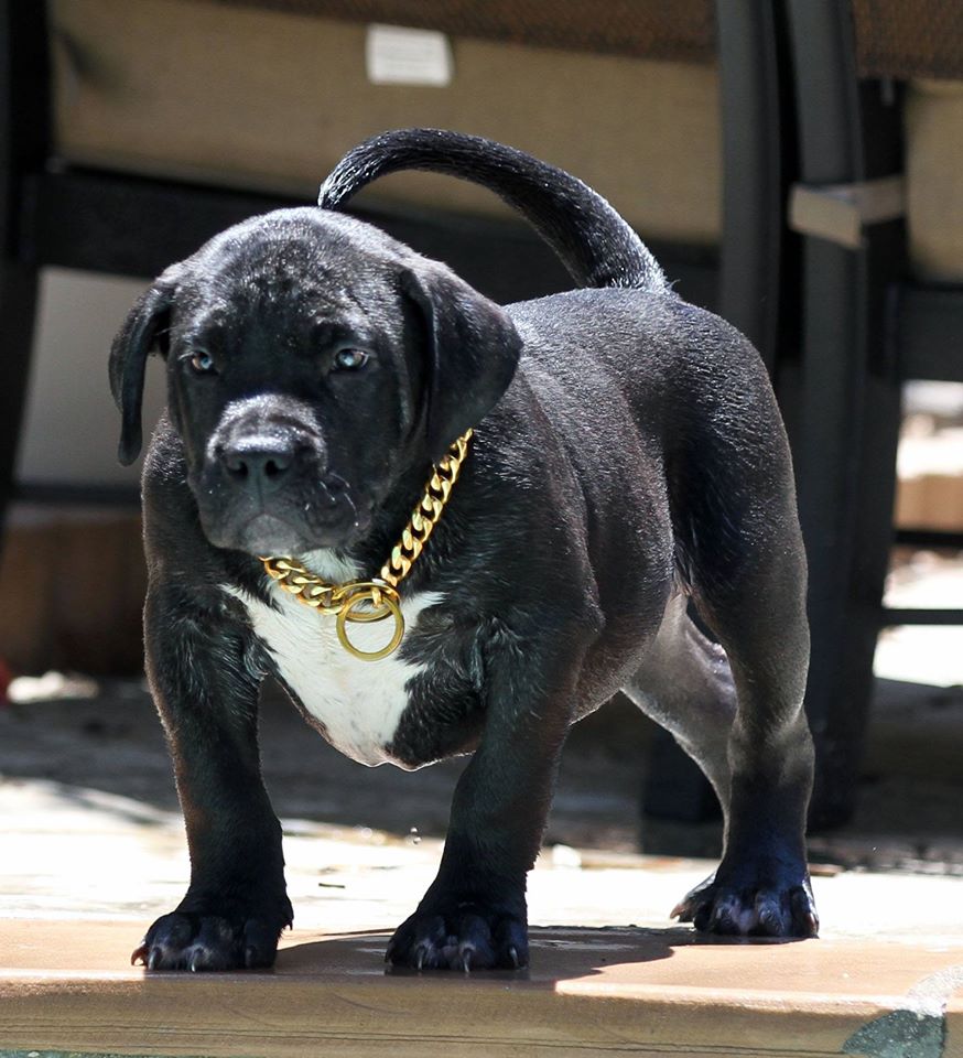 Affordable Pitbull puppies for sale near me