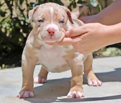 Affordable Pitbull puppies for sale near me