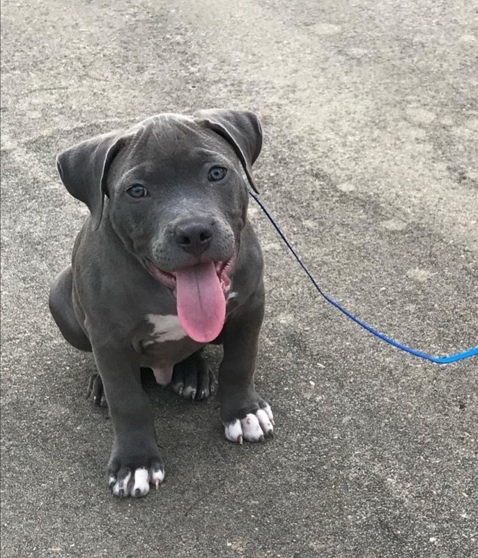 Affordable Pitbull puppies for sale near me