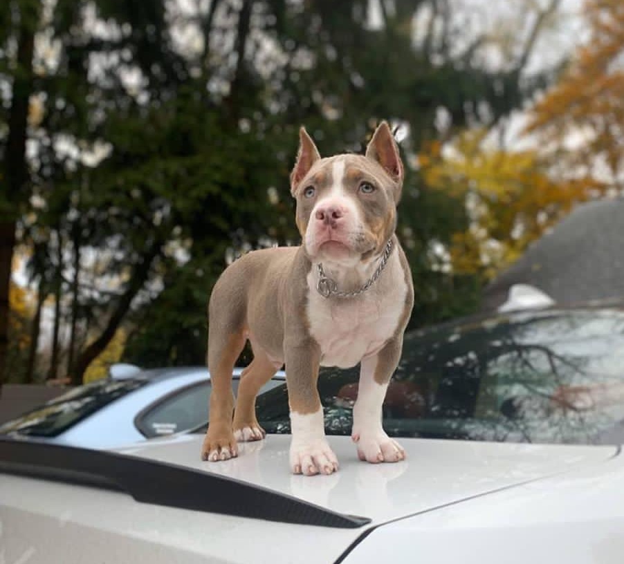 Affordable Pitbull puppies for sale near me