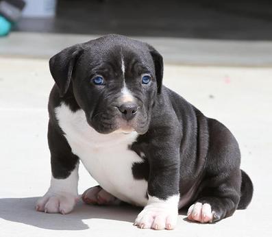 Affordable Pitbull puppies for sale near me