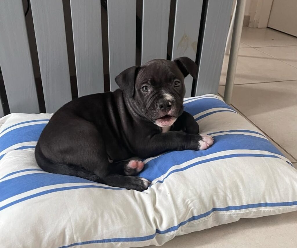 Affordable Pitbull puppies for sale near me