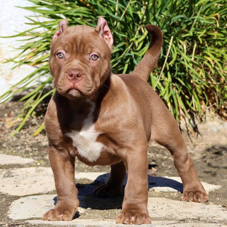 Affordable Pitbull puppies for sale near me