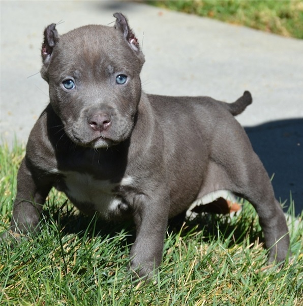 Affordable Pitbull puppies for sale near me
