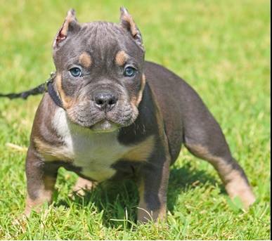 Affordable Pitbull puppies for sale near me
