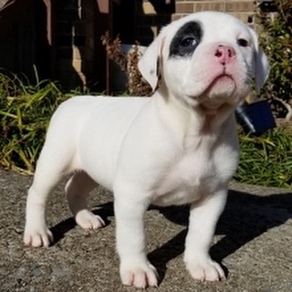 Affordable Pitbull puppies for sale near me