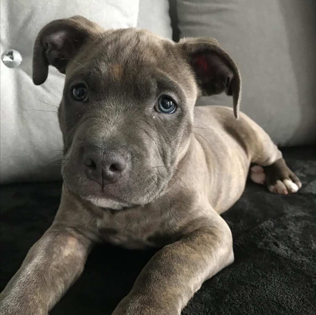 Affordable Pitbull puppies for sale near me