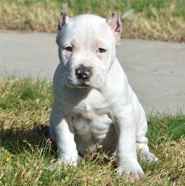 Affordable Pitbull puppies for sale near me