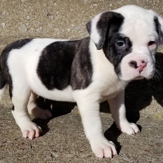 Affordable Pitbull puppies for sale near me