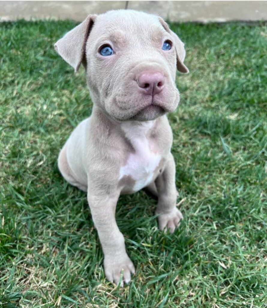 Affordable Pitbull puppies for sale near me