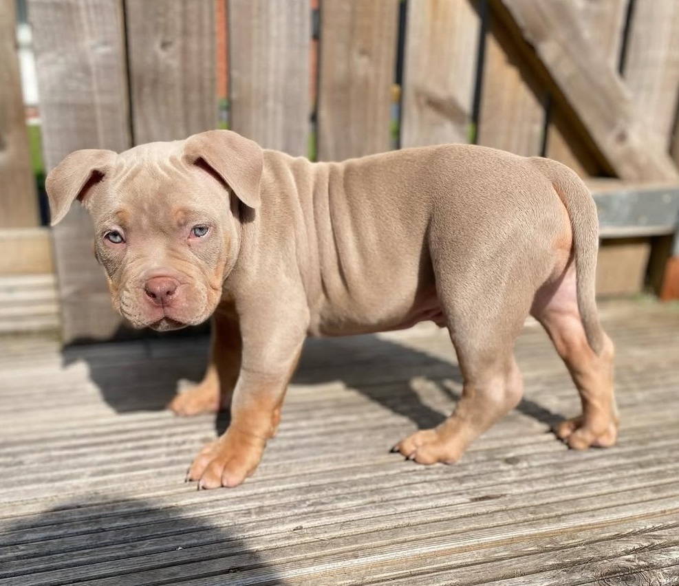 Affordable Pitbull puppies for sale near me