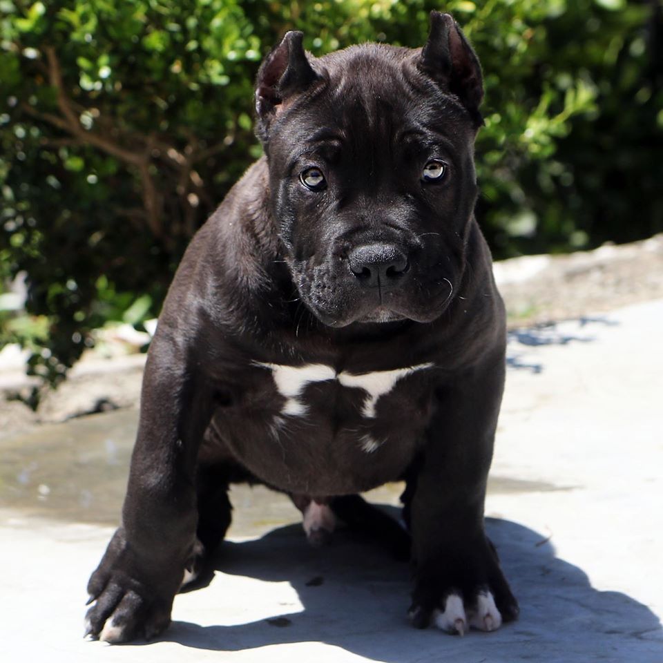 Affordable Pitbull puppies for sale near me