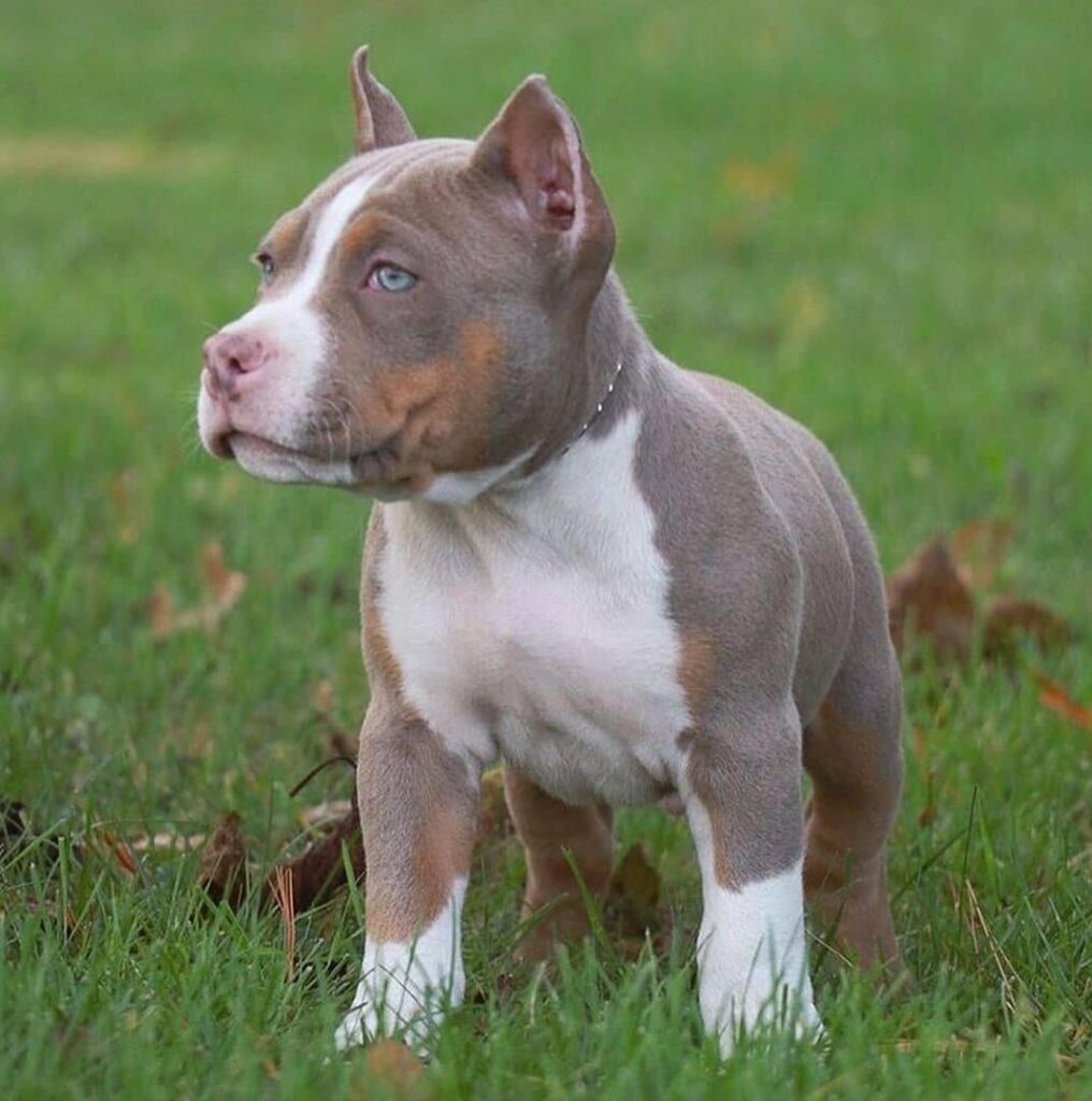 Affordable Pitbull puppies for sale near me