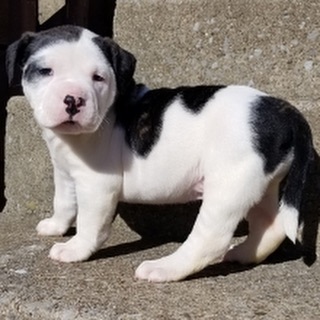 Affordable Pitbull puppies for sale near me