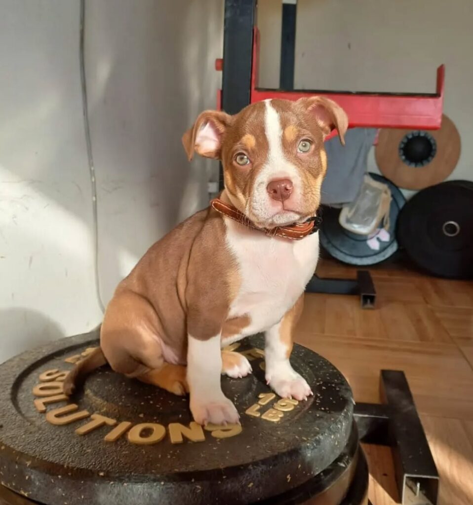 Affordable Pitbull puppies for sale near me