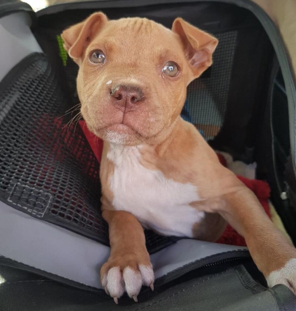 Affordable Pitbull puppies for sale near me