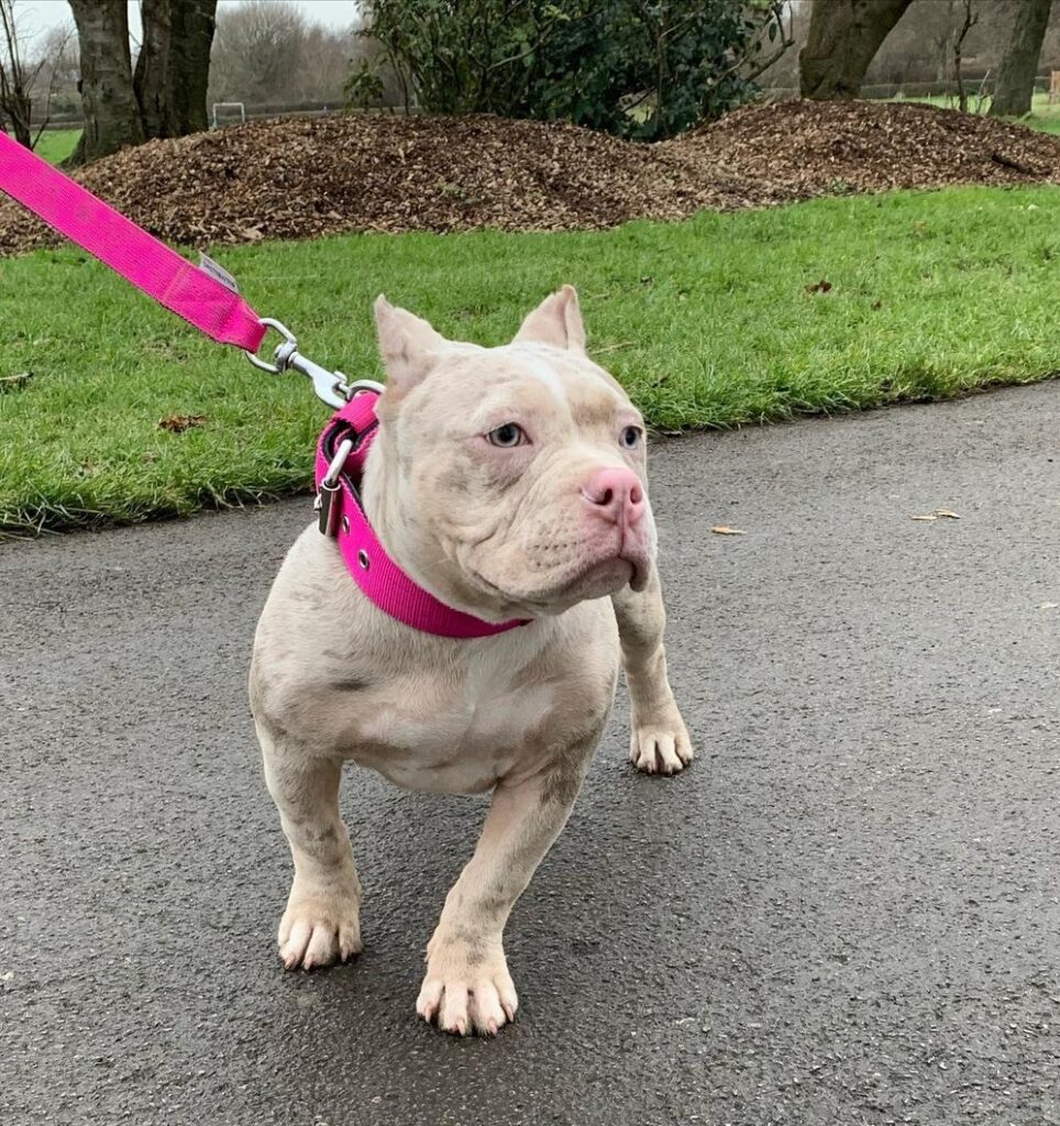 Affordable Pitbull puppies for sale near me