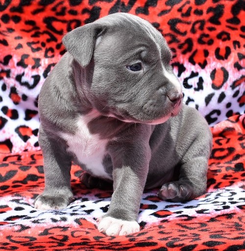 Affordable Pitbull puppies for sale near me