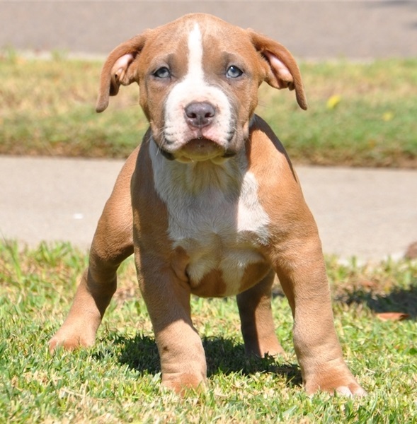 Affordable Pitbull puppies for sale near me